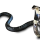 Illustration for article titled Venomous Snake Missing From Bronx Zoo